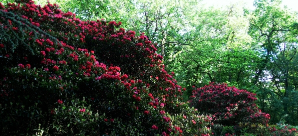 Bois des Moutiers (42) Juin 2012